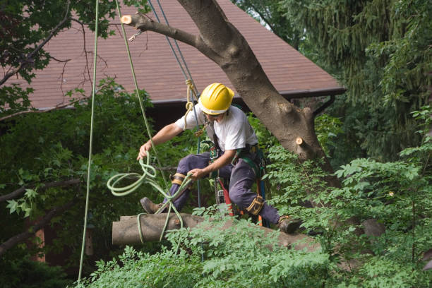 Trusted Chatsworth, IL Tree Care Experts
