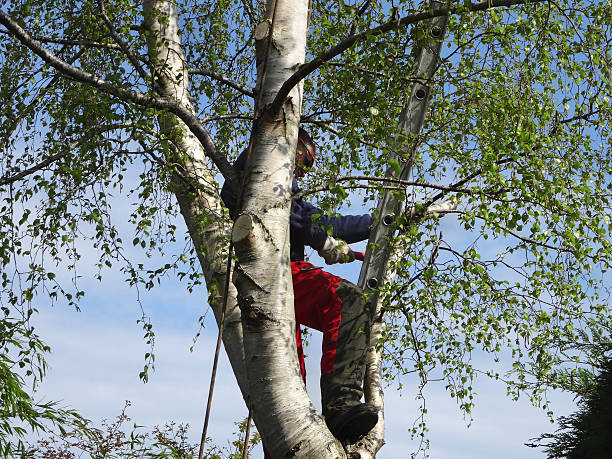 How Our Tree Care Process Works  in  Chatsworth, IL